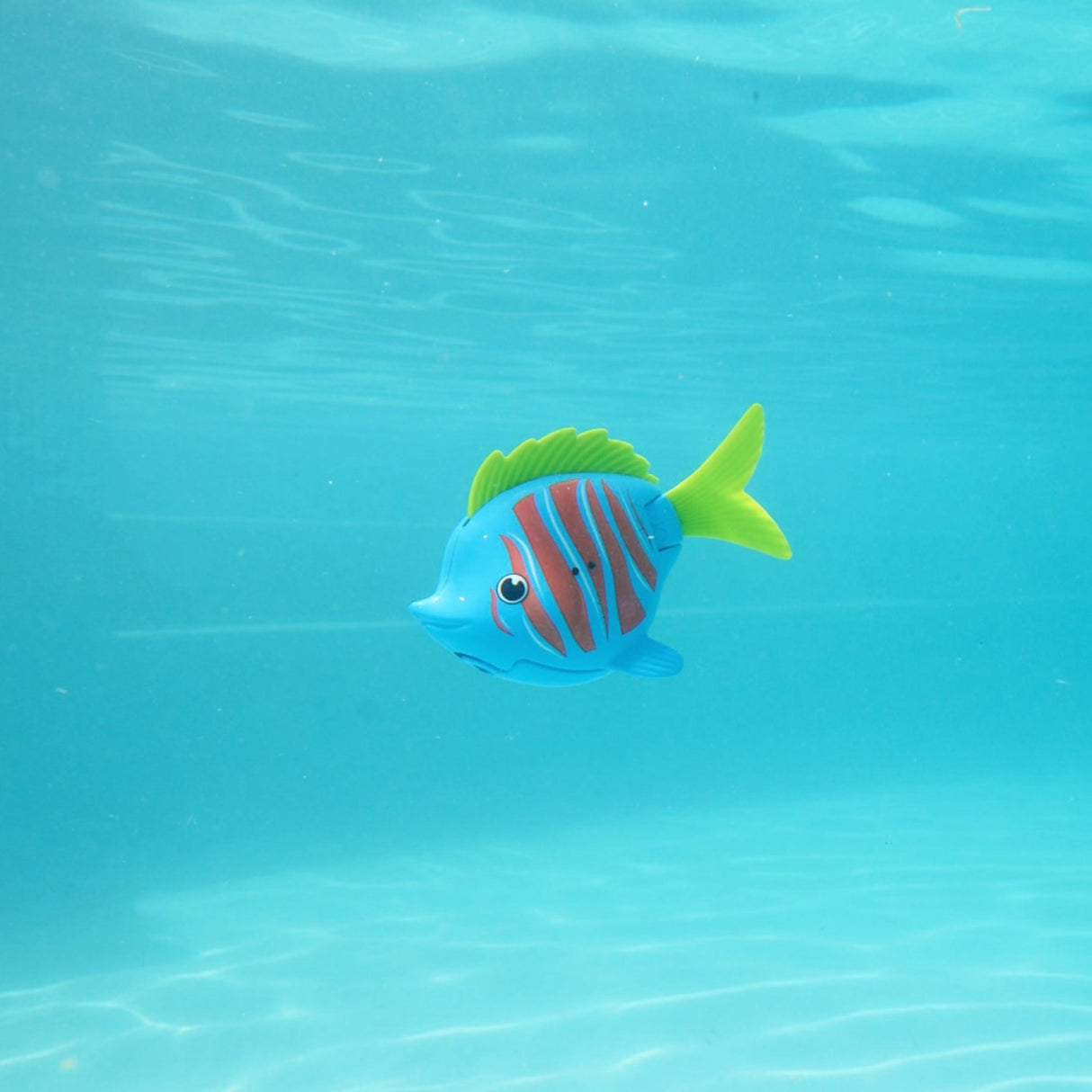 Rainbow Reef Fish Betafisk