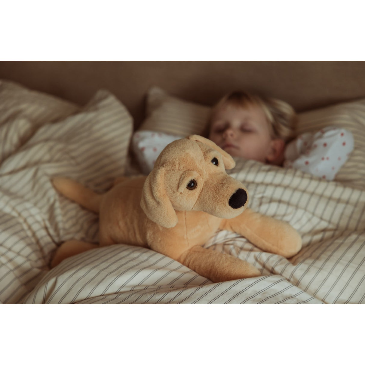 by Astrup Tyngdedyr, Hund, 2,2 Kg.