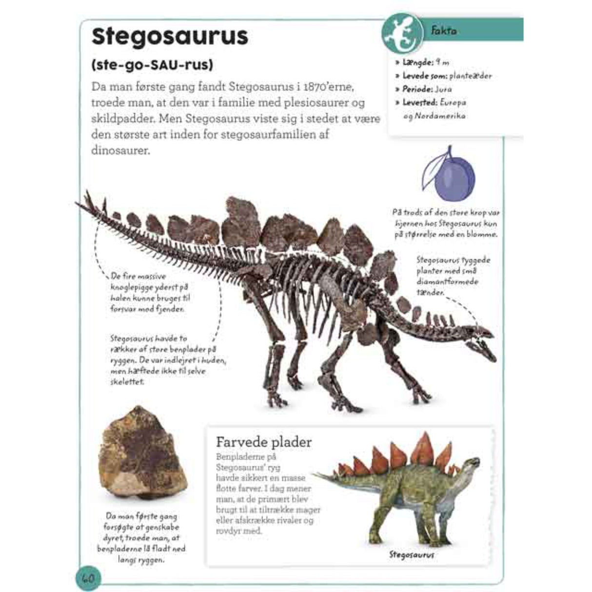 Forlaget Bolden Min Bog Om Fossiler