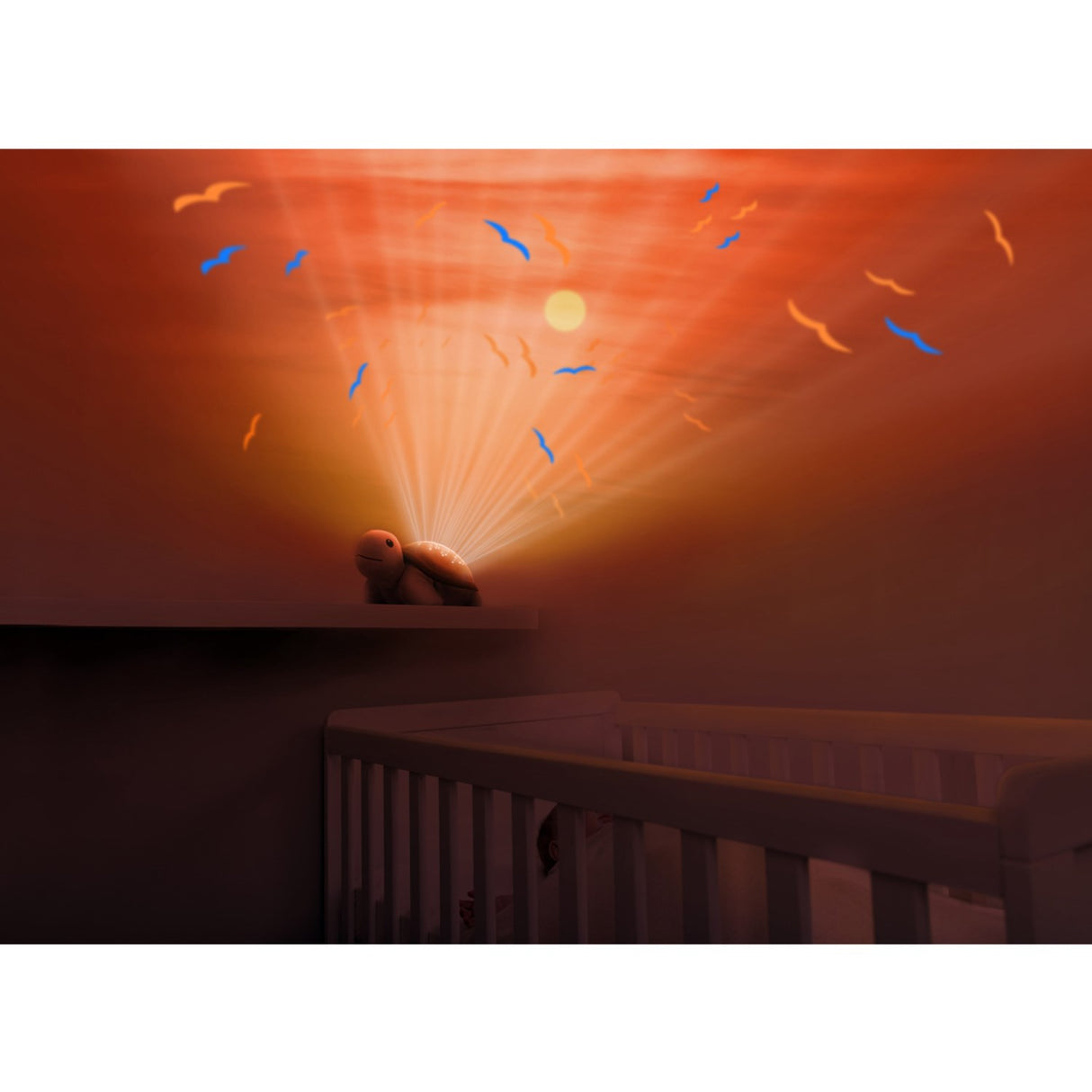 Zazu Brown Tim The Skildpadde Projector