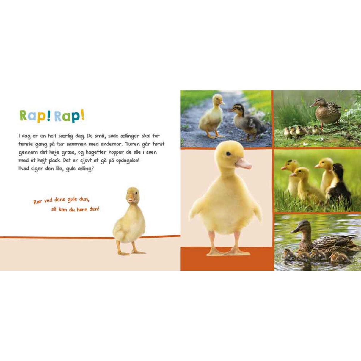 Forlaget Bolden Lyt, Rør Og Føl: Kære Dyr (Hund + Kat)