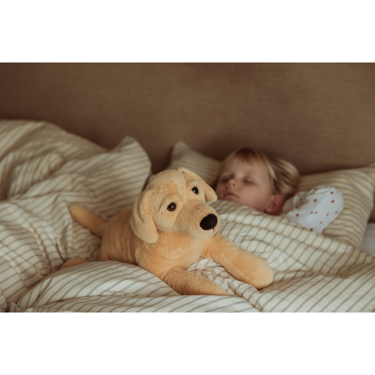 by Astrup Tyngdedyr, Hund, 2,2 Kg.