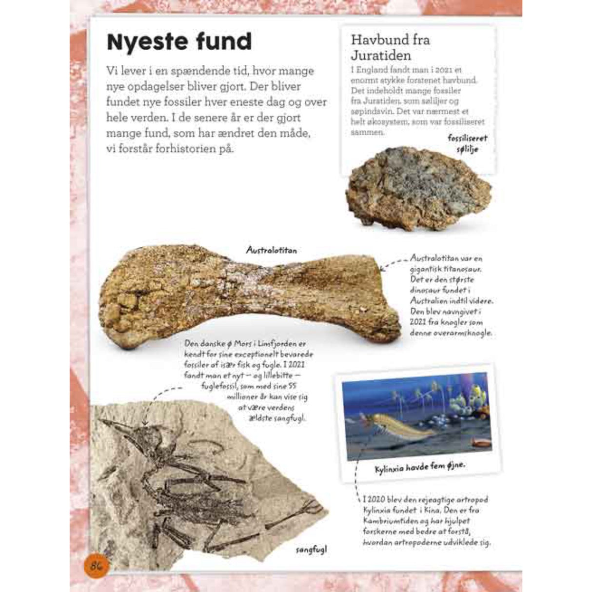 Forlaget Bolden Min Bog Om Fossiler