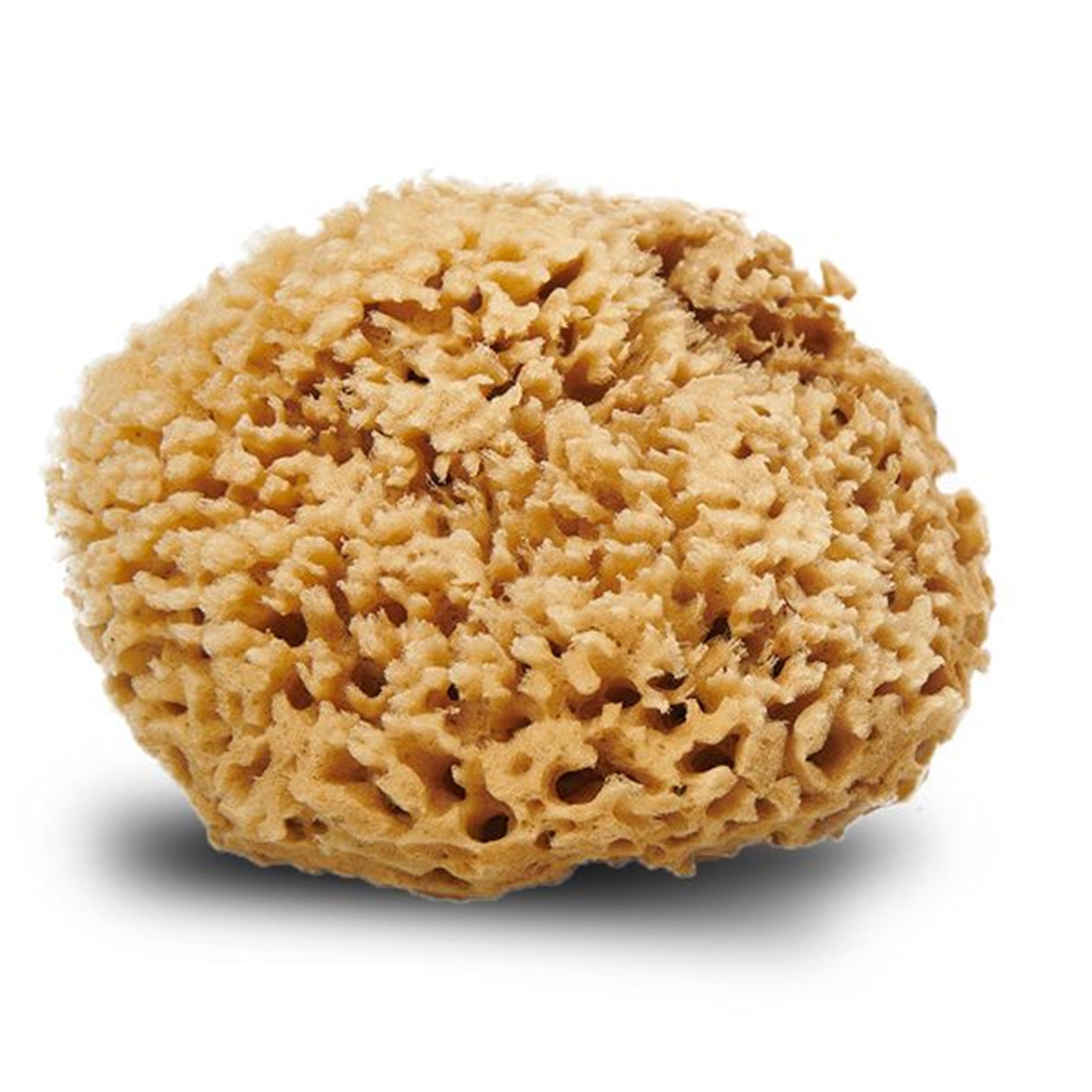 Cocoon Organic Badesvamp Honeycomp Wool 13-14 cm